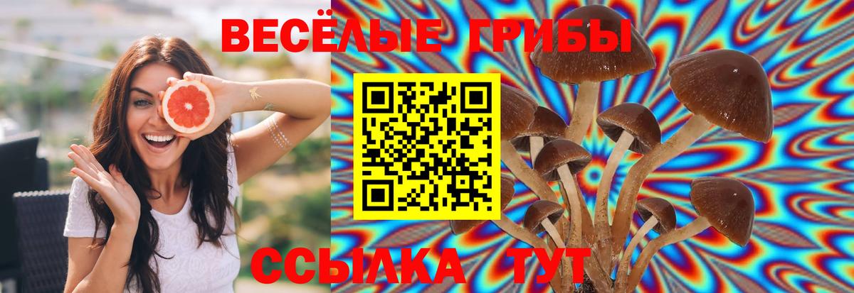 Псилоцибиновые грибы MAGIC MUSHROOMS  Галлюциногенные грибы мицелий  Тулун  Вход с VPN 